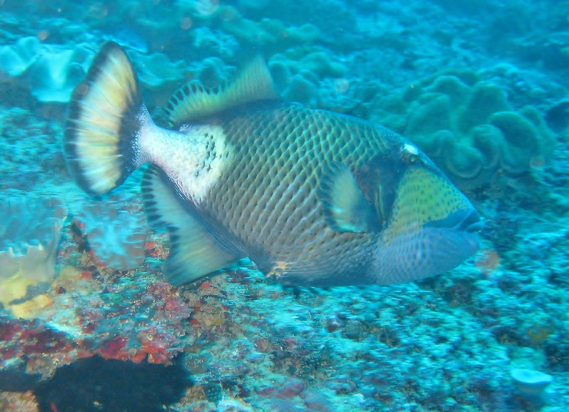 Titan triggerfish (Balistoides viridescens) Nusa Penida, Bali. Sep 9, 2013. Balistoides viridescens,Geotagged,Indonesia,Titan triggerfish,Winter