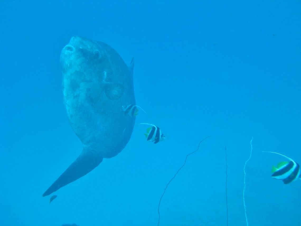 Ocean sunfish (Mola mola) Nusa Penida, Bali. Sep 9, 2013. Geotagged,Indonesia,Mola mola,Ocean sunfish,Winter