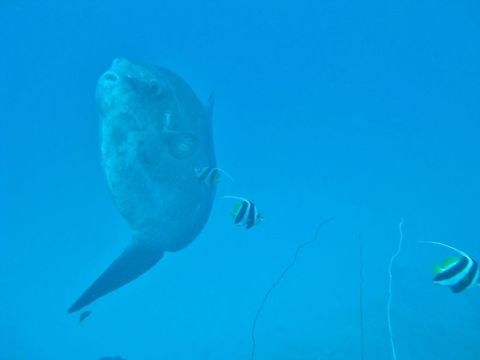 Ocean sunfish (Mola mola) Nusa Penida, Bali. Sep 9, 2013. Geotagged,Indonesia,Mola mola,Ocean sunfish,Winter
