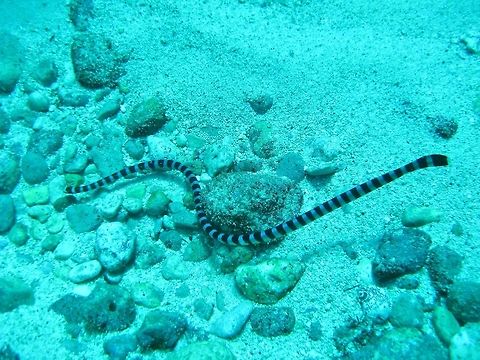 Yellow-lipped sea krait (Laticauda colubrina) Nusa Penida, Bali. Sep 9, 2013. Geotagged,Indonesia,Laticauda colubrina,Winter,Yellow-lipped sea krait