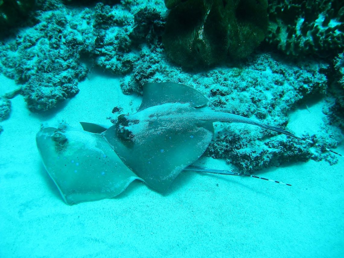 Bluespotted stingray (Neotrygon kuhlii) Nusa Penida, Bali. Sep 9, 2013. Bluespotted stingray,Geotagged,Indonesia,Neotrygon kuhlii,Winter