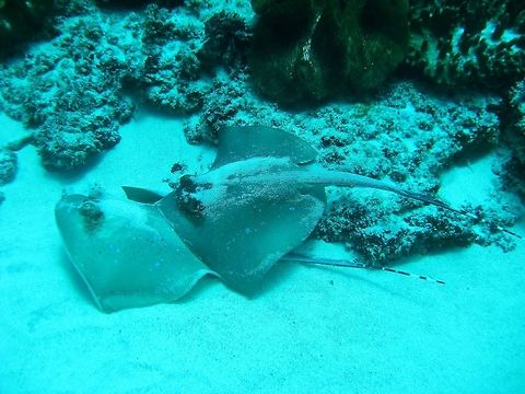 Bluespotted stingray (Neotrygon kuhlii) Nusa Penida, Bali. Sep 9, 2013. Bluespotted stingray,Geotagged,Indonesia,Neotrygon kuhlii,Winter