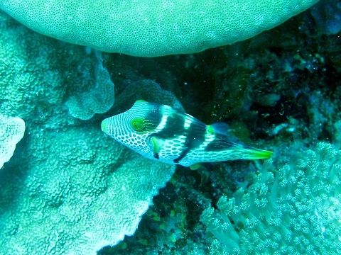 Valentinni's sharpnose puffer (Canthigaster valentini) Nusa Penida, Bali. Sep 9, 2013. Canthigaster valentini,Geotagged,Indonesia,Valentinnis sharpnose puffer,Winter