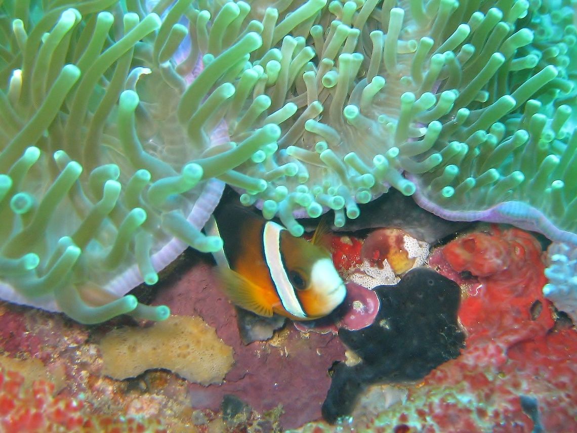 Clark's Anemonefish (Amphiprion clarkii) Nusa Penida, Bali. Sep 9, 2013. Amphiprion clarkii,Clarks Anemonefish,Geotagged,Indonesia,Winter