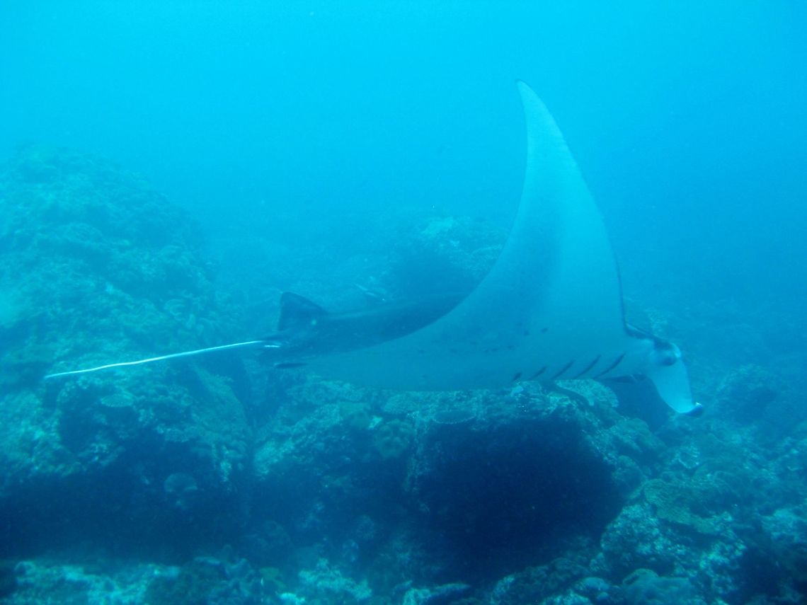 Reef manta ray (Manta alfredi) Nusa Penida, Bali. Sep 9, 2013. Geotagged,Indonesia,Manta alfredi,Reef manta ray,Winter