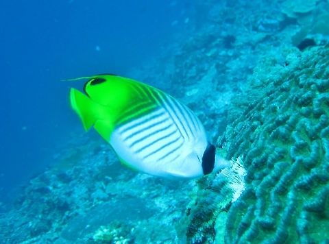 Threadfin butterflyfish (Chaetodon auriga) Nusa Penida, Bali. Sep 9, 2013. Chaetodon auriga,Geotagged,Indonesia,Threadfin butterflyfish,Winter