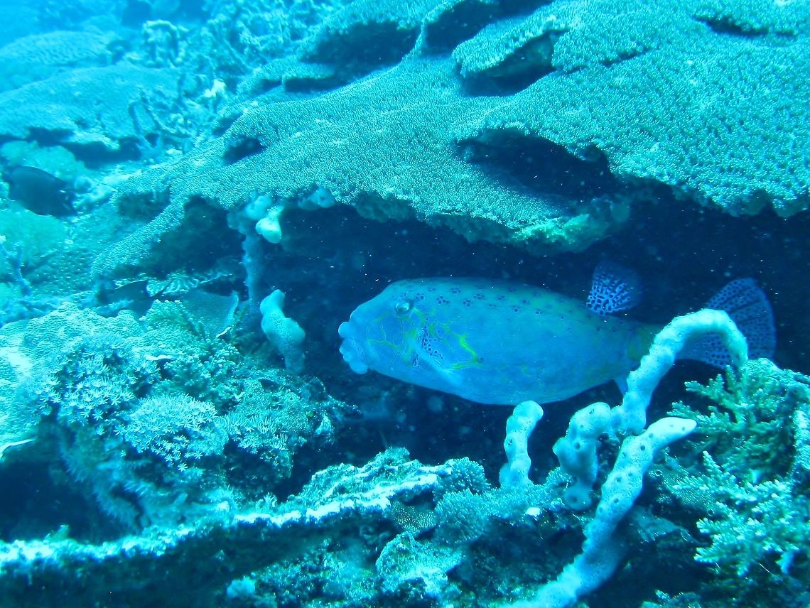 Yellow boxfish (Ostracion cubicus) Nusa Penida, Bali. Sep 9, 2013. Geotagged,Indonesia,Ostracion cubicus,Winter,Yellow boxfish