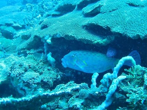 Yellow boxfish (Ostracion cubicus) Nusa Penida, Bali. Sep 9, 2013. Geotagged,Indonesia,Ostracion cubicus,Winter,Yellow boxfish