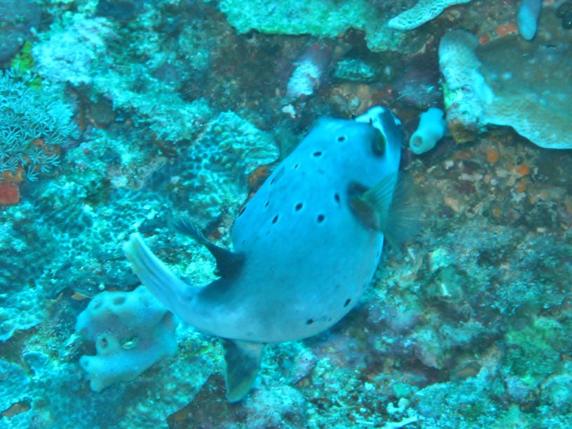 Blackspotted puffer (Arothron nigropunctatus) Nusa Penida, Bali. Sep 9, 2013. Arothron nigropunctatus,Blackspotted puffer,Geotagged,Indonesia,Winter