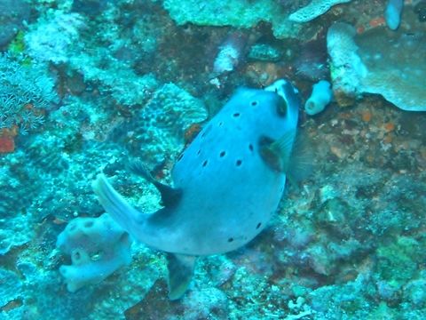 Blackspotted puffer (Arothron nigropunctatus) Nusa Penida, Bali. Sep 9, 2013. Arothron nigropunctatus,Blackspotted puffer,Geotagged,Indonesia,Winter
