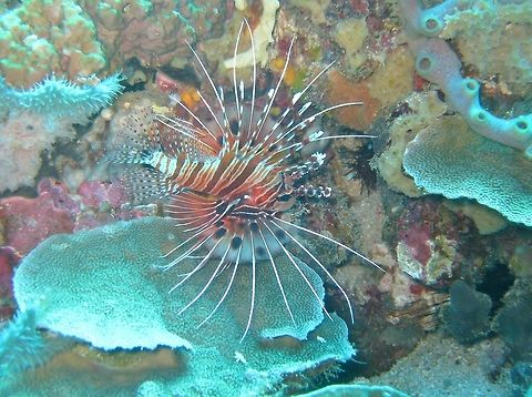 Spotfin lionfish (Pterois antennata) Nusa Penida, Bali. Sep 9, 2013. Geotagged,Indonesia,Pterois antennata,Spotfin lionfish,Winter