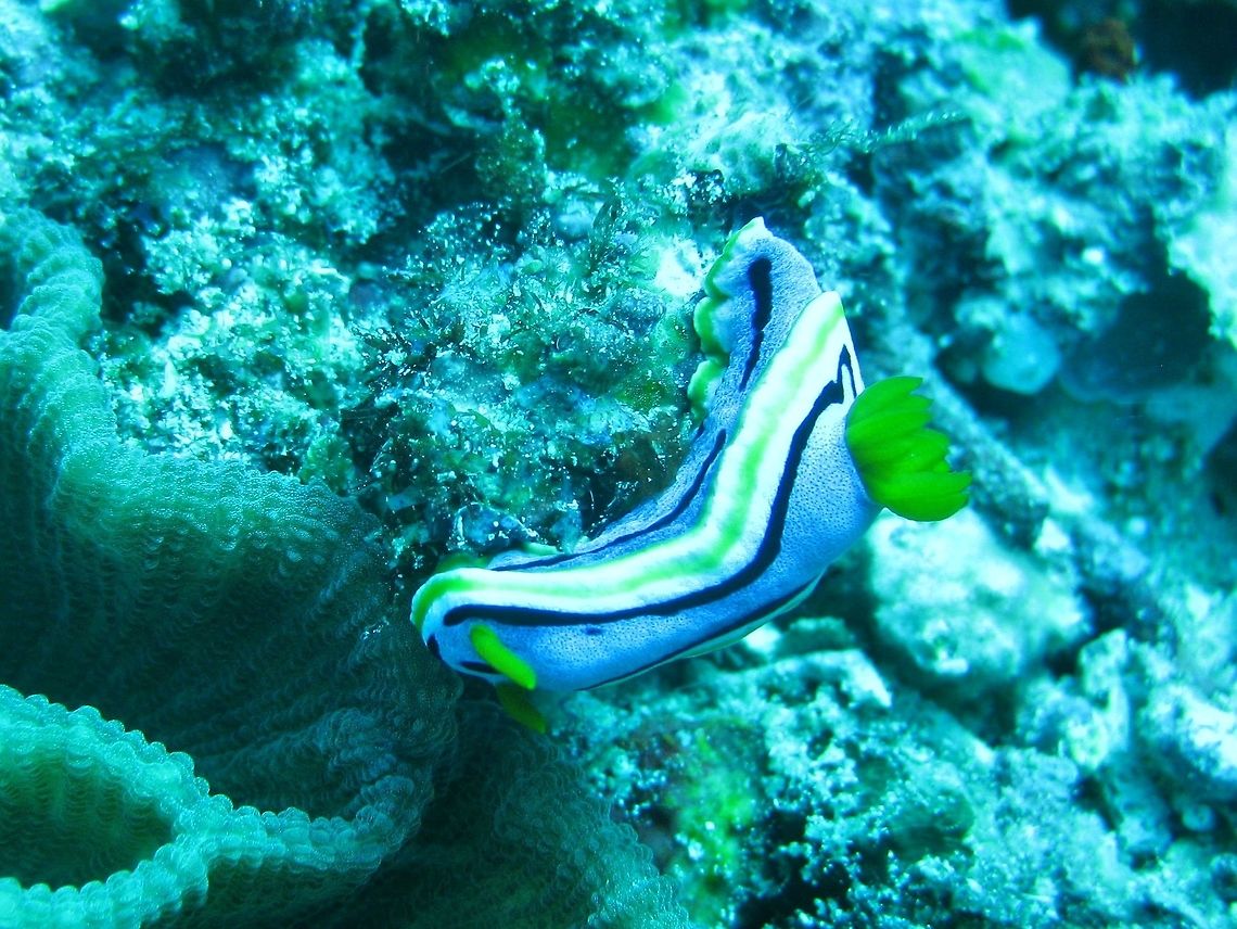 Chromodoris annae (Anna's Chromodoris) Nusa Penida, Bali. Sep 9, 2013. Anna's Chromodoris,Chromodoris annae,Geotagged,Indonesia,Winter