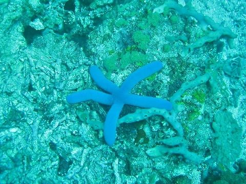 Blue sea star (Linckia laevigata) Nusa Penida, Bali. Sep 9, 2013. Geotagged,Indonesia,Linckia laevigata,Winter