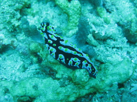 Varicose nudibranch (Phyllidia varicosa) Nusa Penida, Bali. Sep 9, 2013. Geotagged,Indonesia,Phyllidia varicosa,Winter