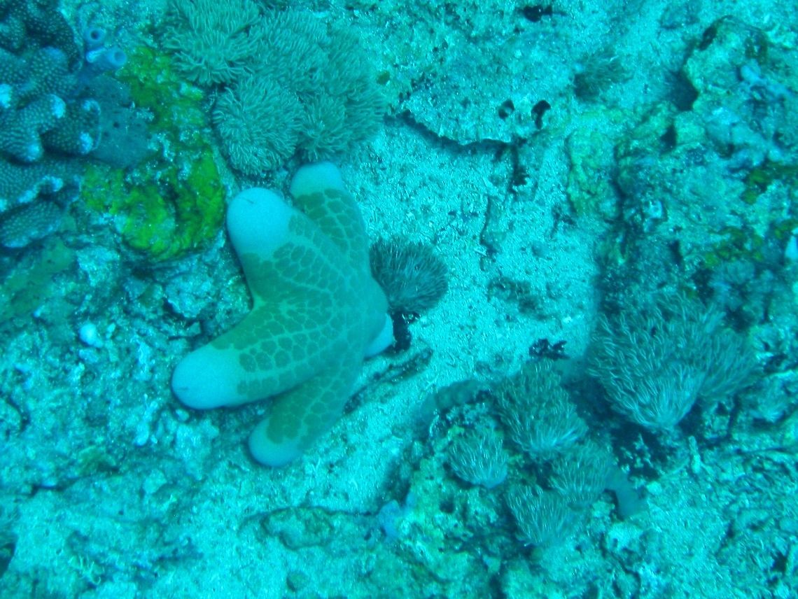 Granulated sea star (Choriaster granulatus) Nusa Penida, Bali. Sep 9, 2013. Choriaster granulatus,Geotagged,Indonesia,Winter