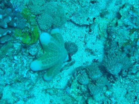 Granulated sea star (Choriaster granulatus) Nusa Penida, Bali. Sep 9, 2013. Choriaster granulatus,Geotagged,Indonesia,Winter