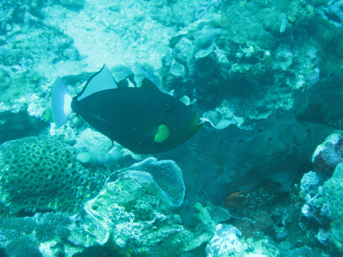Pinktail triggerfish (Melichthys vidua) Nusa Penida, Bali. Sep 9, 2013. Geotagged,Indonesia,Melichthys vidua,Pinktail triggerfish,Winter