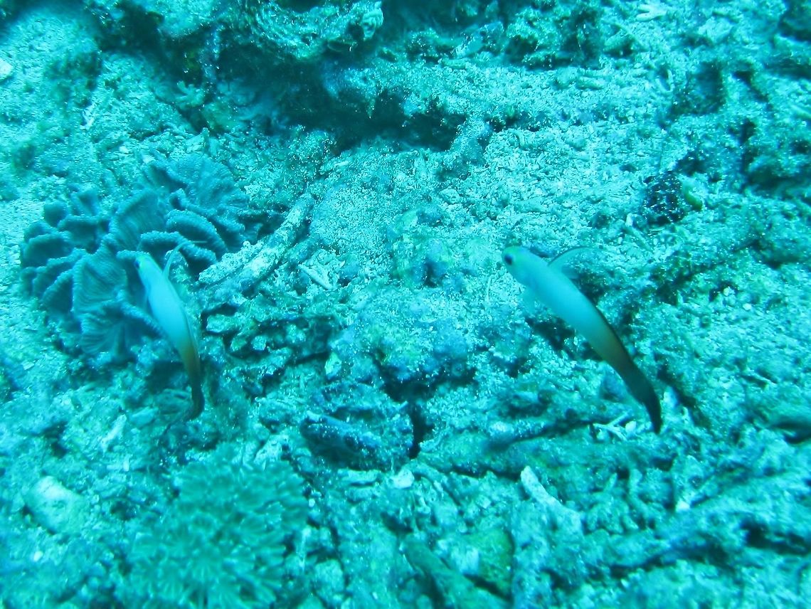 Fire Goby (Nemateleotris magnifica) Nusa Penida, Bali. Sep 9, 2013. Fire Goby,Geotagged,Indonesia,Nemateleotris magnifica,Winter
