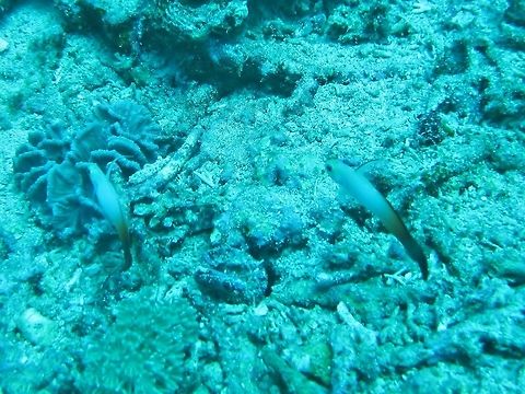 Fire Goby (Nemateleotris magnifica) Nusa Penida, Bali. Sep 9, 2013. Fire Goby,Geotagged,Indonesia,Nemateleotris magnifica,Winter
