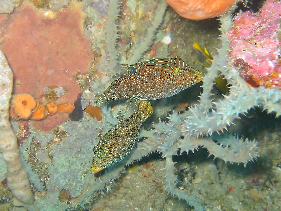 Spotted sharpnose (Canthigaster solandri) Nusa Penida, Bali. Sep 9, 2013. Canthigaster papua,Canthigaster solandri,Geotagged,Indonesia,Papuan toby,Winter