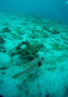 White-spotted puffer (Arothron hispidus) Nusa Penida, Bali. Sep 9, 2013. Arothron hispidus,Geotagged,Indonesia,Spring,White-spotted puffer