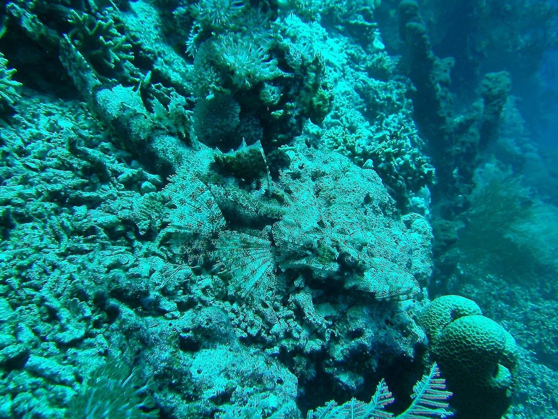 Beaufort's flathead (Cymbacephalus beauforti) Pulau Menjangan, Bali. Sep 19, 2013. Cymbacephalus beauforti,Geotagged,Indonesia,Spring