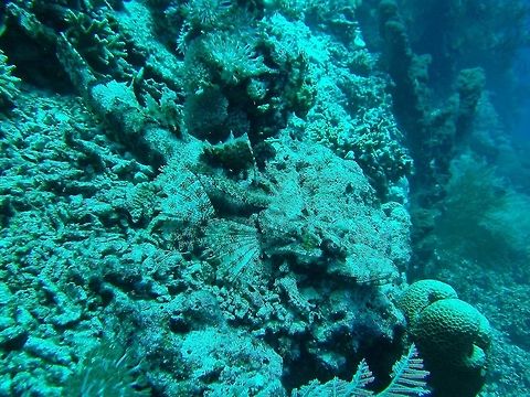 Beaufort's flathead (Cymbacephalus beauforti) Pulau Menjangan, Bali. Sep 19, 2013. Cymbacephalus beauforti,Geotagged,Indonesia,Spring