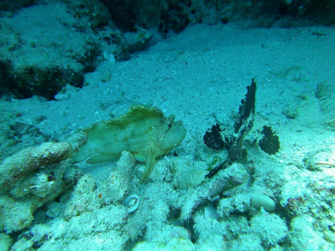 Leaf scorpionfish (Taenianotus triacanthus) Pulau Menjangan, Bali. Sep 19, 2013. Geotagged,Indonesia,Leaf scorpionfish,Taenianotus triacanthus