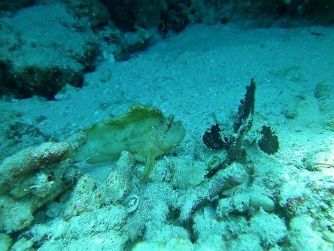 Leaf scorpionfish (Taenianotus triacanthus) Pulau Menjangan, Bali. Sep 19, 2013. Geotagged,Indonesia,Leaf scorpionfish,Taenianotus triacanthus