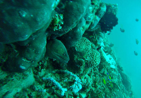 Giant moray (Gymnothorax javanicus) Nusa Penida, Bali. Sep 9, 2013. Geotagged,Giant moray,Gymnothorax javanicus,Indonesia
