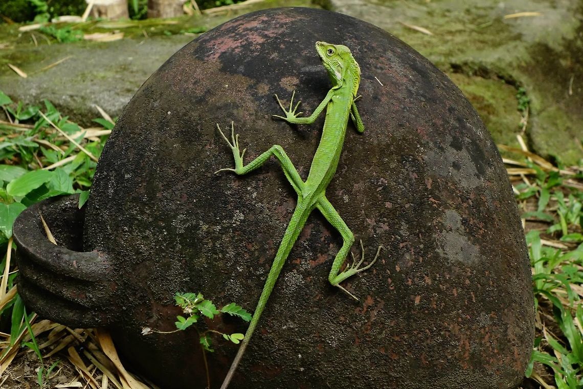 Maned forest lizard (Bronchocela jubata) Ubud, Bali. Sep 15, 2013. Bronchocela jubata,Geotagged,Indonesia,Maned forest lizard