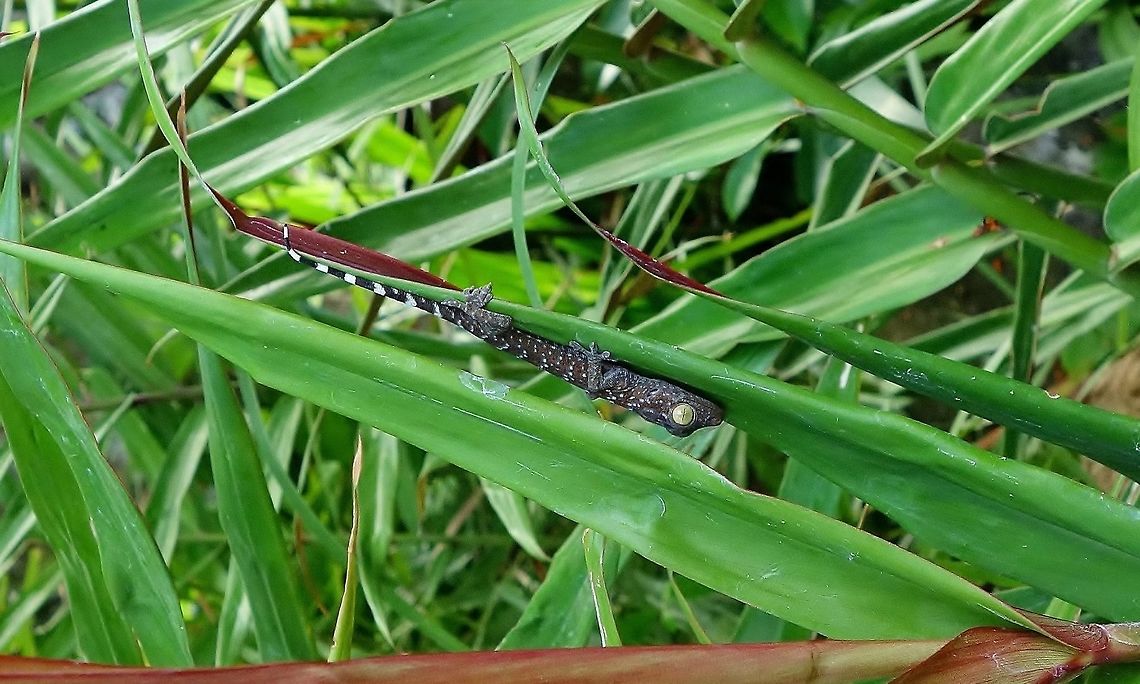 Young Tokay gecko (Gekko gecko) Ubud, Bali. Sep 15, 2013. Gekko gecko,Geotagged,Indonesia,Tokay gecko