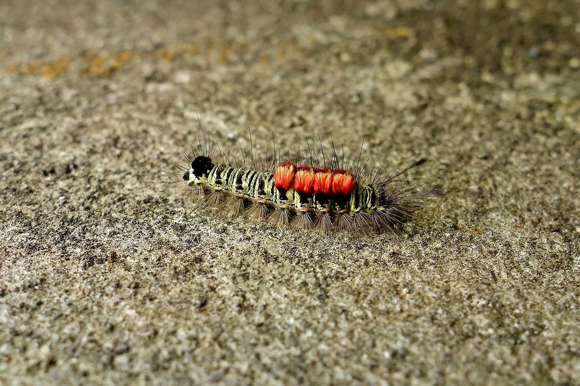 Unknown caterpillar, Bali Ubud, Bali. Sep 15, 2013. Geotagged,Indonesia