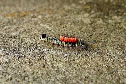 Unknown caterpillar, Bali Ubud, Bali. Sep 15, 2013. Geotagged,Indonesia