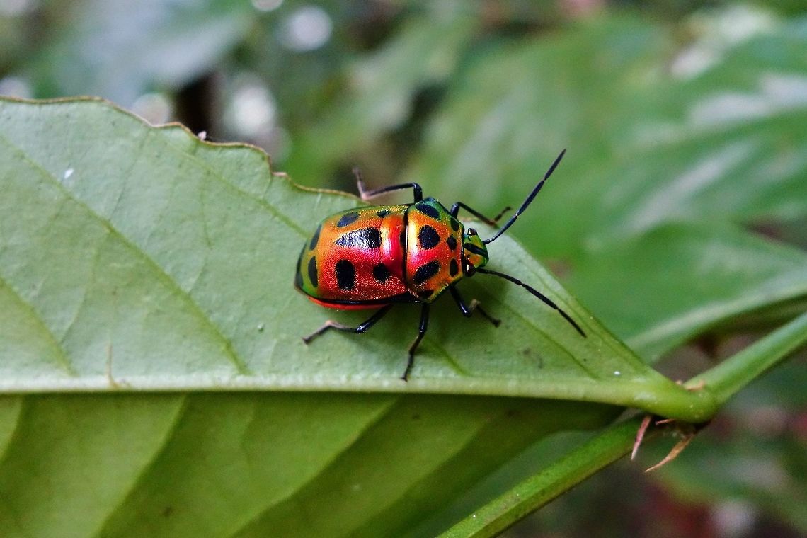 Calliphara nobilis (Scutelleridae) Danau Tamblingan, Bali. Sep 17, 2013. Calliphara nobilis,Geotagged,Indonesia