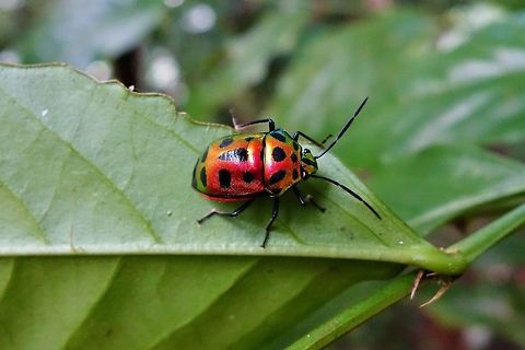 Calliphara nobilis (Scutelleridae) Danau Tamblingan, Bali. Sep 17, 2013. Calliphara nobilis,Geotagged,Indonesia
