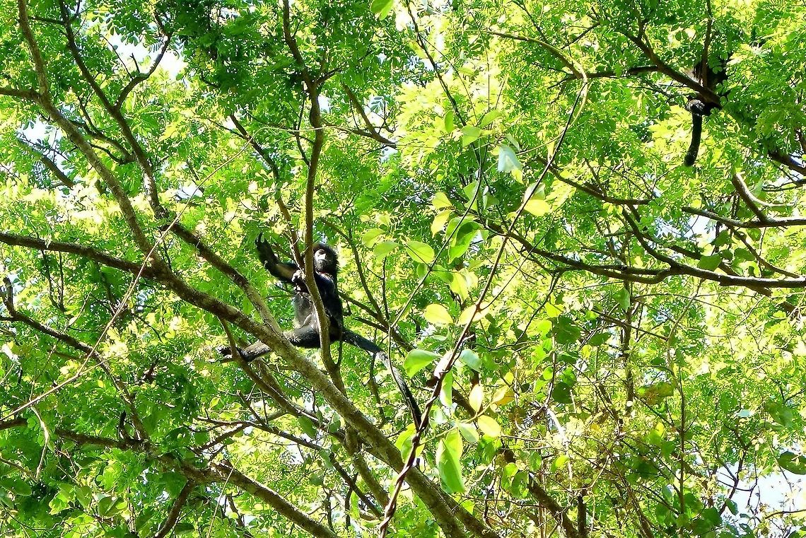 Ebony Leaf Monkey (Trachypithecus auratus)) West Bali National Park. Sep 22, 2013. Geotagged,Indonesia,Javan lutung,Trachypithecus auratus