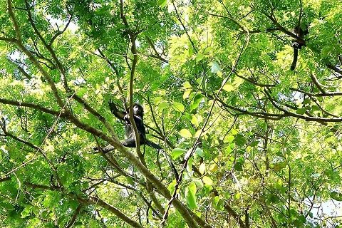 Ebony Leaf Monkey (Trachypithecus auratus)) West Bali National Park. Sep 22, 2013. Geotagged,Indonesia,Javan lutung,Trachypithecus auratus