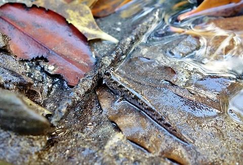 Barred mudskipper (Periophthalmus argentilineatus) West Bali National Park. Sep 22, 2015. Barred mudskipper,Geotagged,Indonesia,Periophthalmus argentilineatus