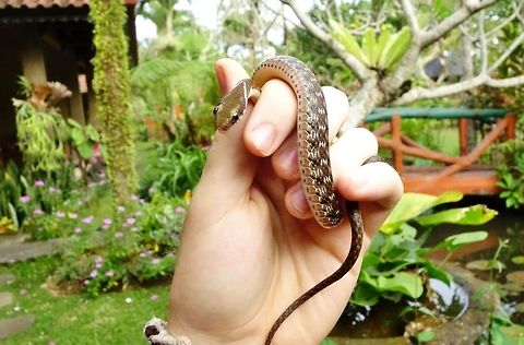 Specklebelly Keelback