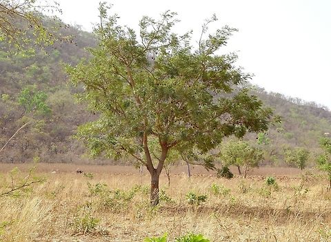 Parkia biglobosa (Néré) Bandiagara Escarpment, Mali. Feb 19, 2014. Geotagged,Mali,Parkia biglobosa,Winter