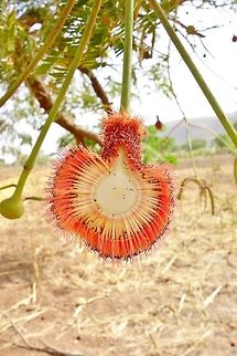 Parkia biglobosa (N&eacute;r&eacute;) pollinated inflorescence Bandiagara Escarpment, Mali. Feb 19, 2014. Geotagged,Mali,Parkia biglobosa,Winter