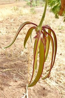 Parkia biglobosa (N&eacute;r&eacute;) developing fruit Bandiagara Escarpment, Mali. Feb 19, 2014. Geotagged,Mali,Parkia biglobosa,Winter