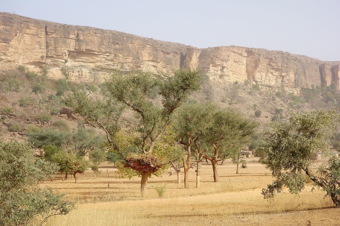 Faidherbia (ex Acacia) albida agroforestry system in the Dogon country Bandiagara Escarpment, Mali. Feb 16, 2014. Faidherbia,Faidherbia albida,Geotagged,Mali,Winter