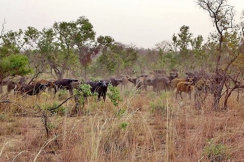 African buffaloes (Syncerus caffer) Pendjari National Park, Benin. Feb 19, 2014. African buffalo,Benin,Geotagged,Syncerus caffer,Winter