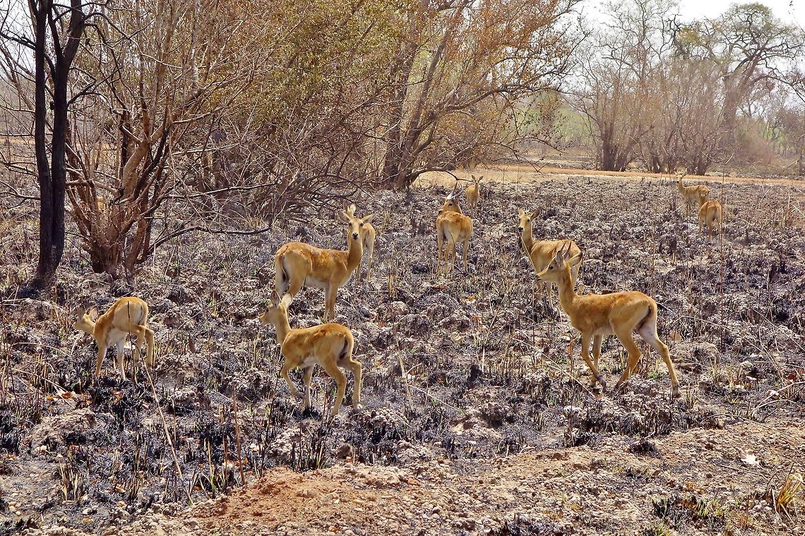 Bohor reedbuck (Redunca redunca) Pendjari NP, Benin. Feb 19, 2014. Benin,Bohor reedbuck,Geotagged,Redunca redunca,Winter