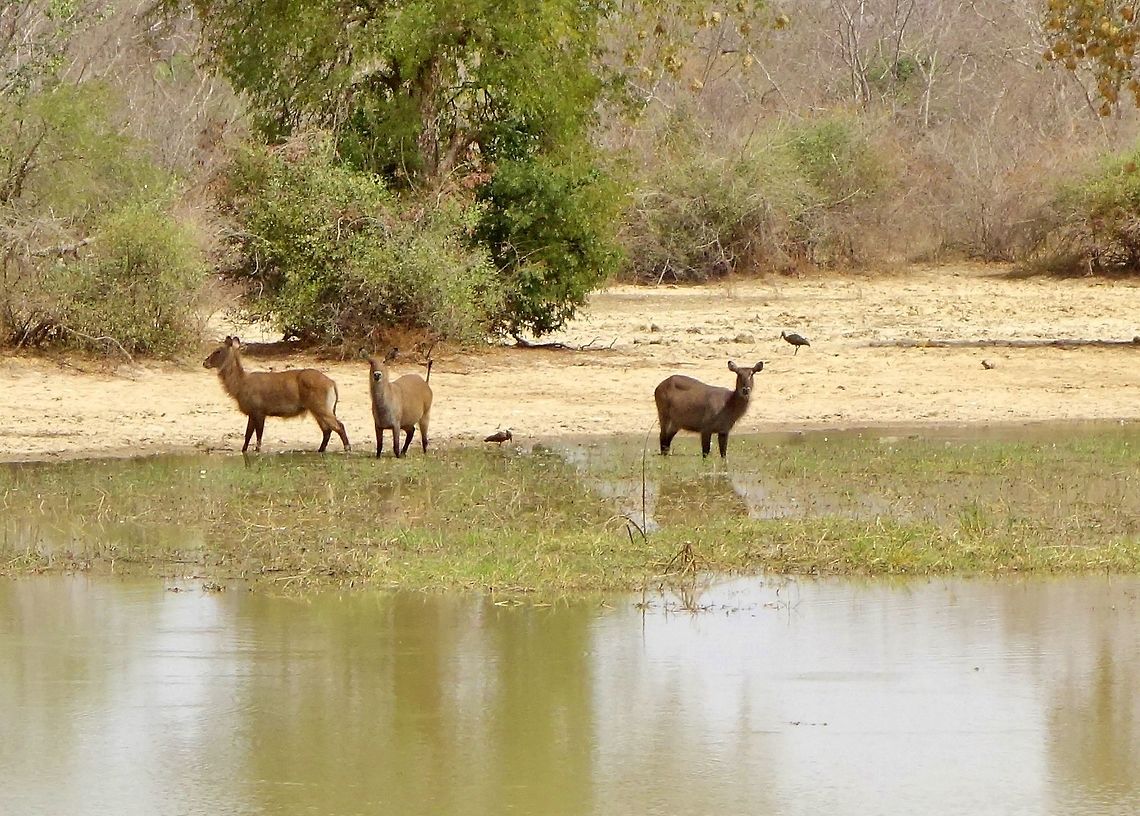 Waterbuck (Kobus ellipsiprymnus) Pendjari NP, Benin. Feb 19, 2014. Benin,Geotagged,Kobus ellipsiprymnus,Waterbuck,Winter