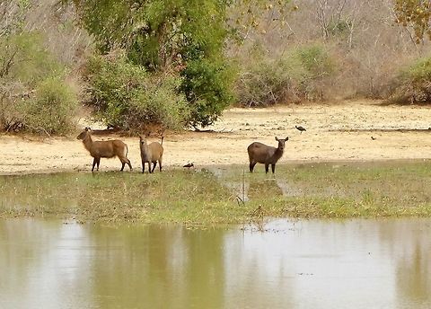 Waterbuck (Kobus ellipsiprymnus) Pendjari NP, Benin. Feb 19, 2014. Benin,Geotagged,Kobus ellipsiprymnus,Waterbuck,Winter