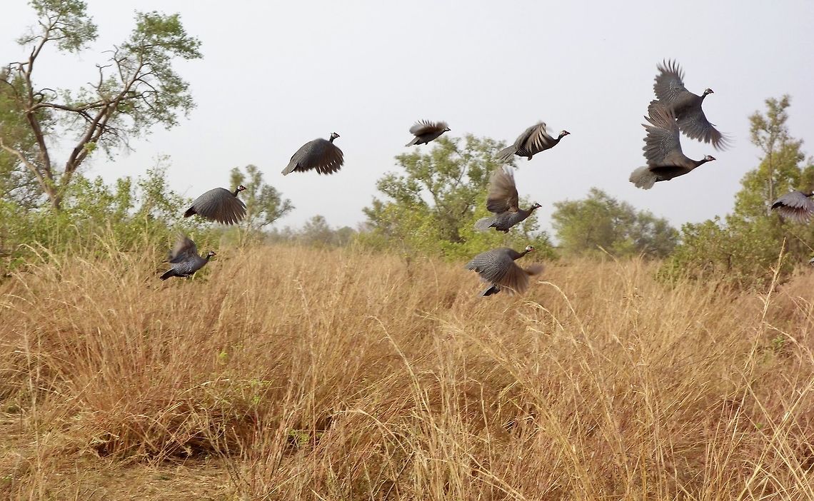 Helmeted Guineafowl (Numida meleagris) scared by the jeep Pendjari NP, Benin. Feb 20, 2014. Benin,Geotagged,Helmeted Guineafowl,Numida meleagris,Winter