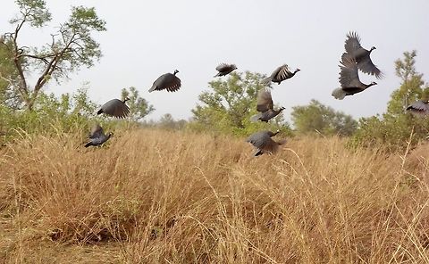 Helmeted Guineafowl (Numida meleagris) scared by the jeep Pendjari NP, Benin. Feb 20, 2014. Benin,Geotagged,Helmeted Guineafowl,Numida meleagris,Winter